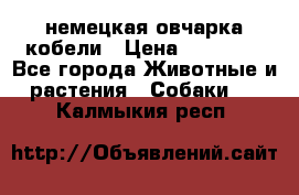 немецкая овчарка кобели › Цена ­ 25 000 - Все города Животные и растения » Собаки   . Калмыкия респ.